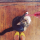 Image for article titled Why Instagram Can't Do for Video What It Did for Photos